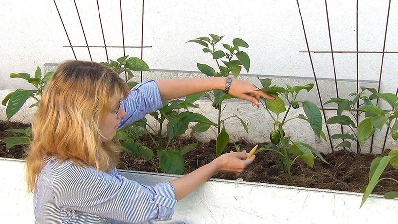 enlever les feuilles en excès