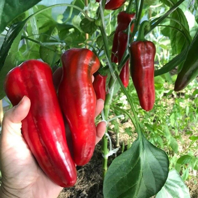 demi-piment