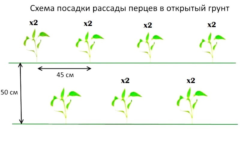 esquema de plantación de plántulas de pimientos