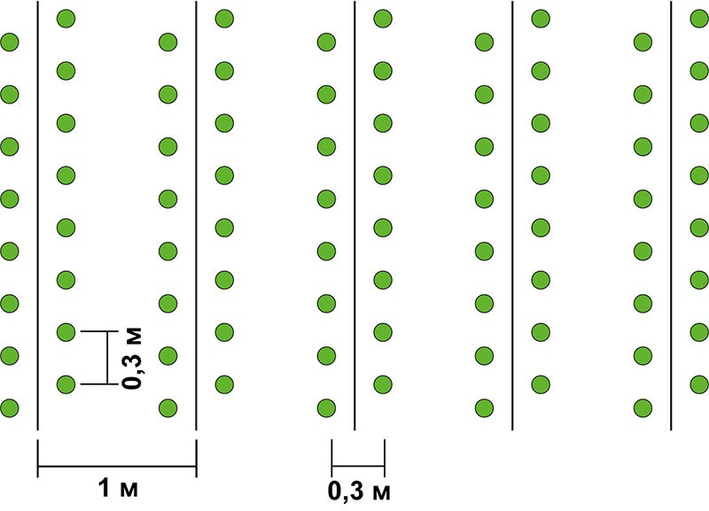 esquema de cultivo de pimiento