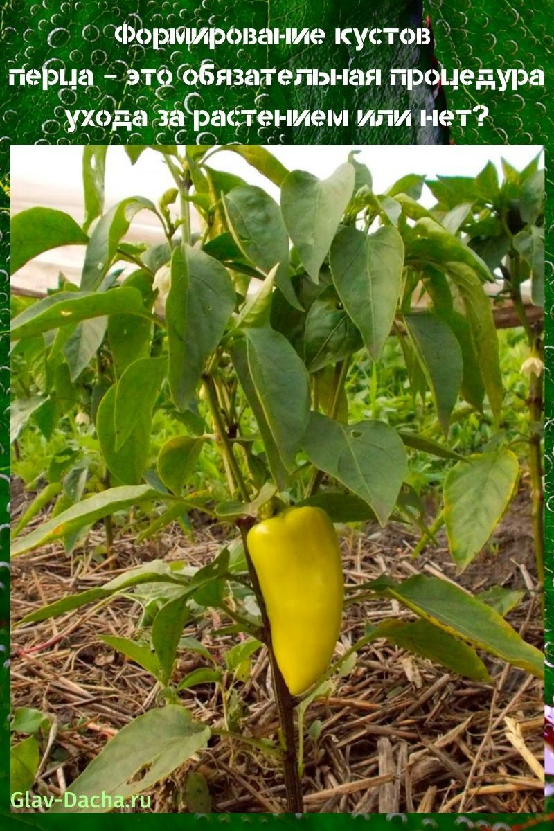 la formación de arbustos de pimienta