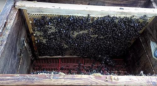 formación de colonia de abejas