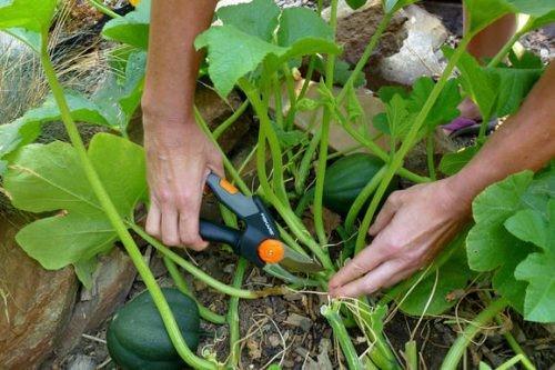 formation de fouet de citrouille