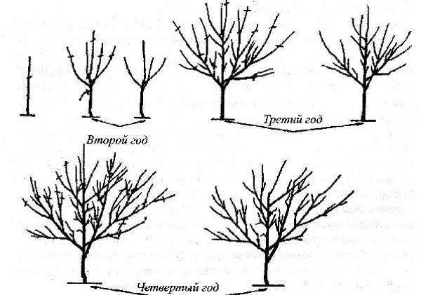 stades de formation de la couronne