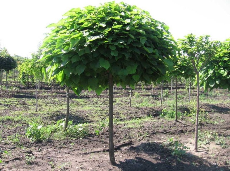 tiempo de recorte de catalpa