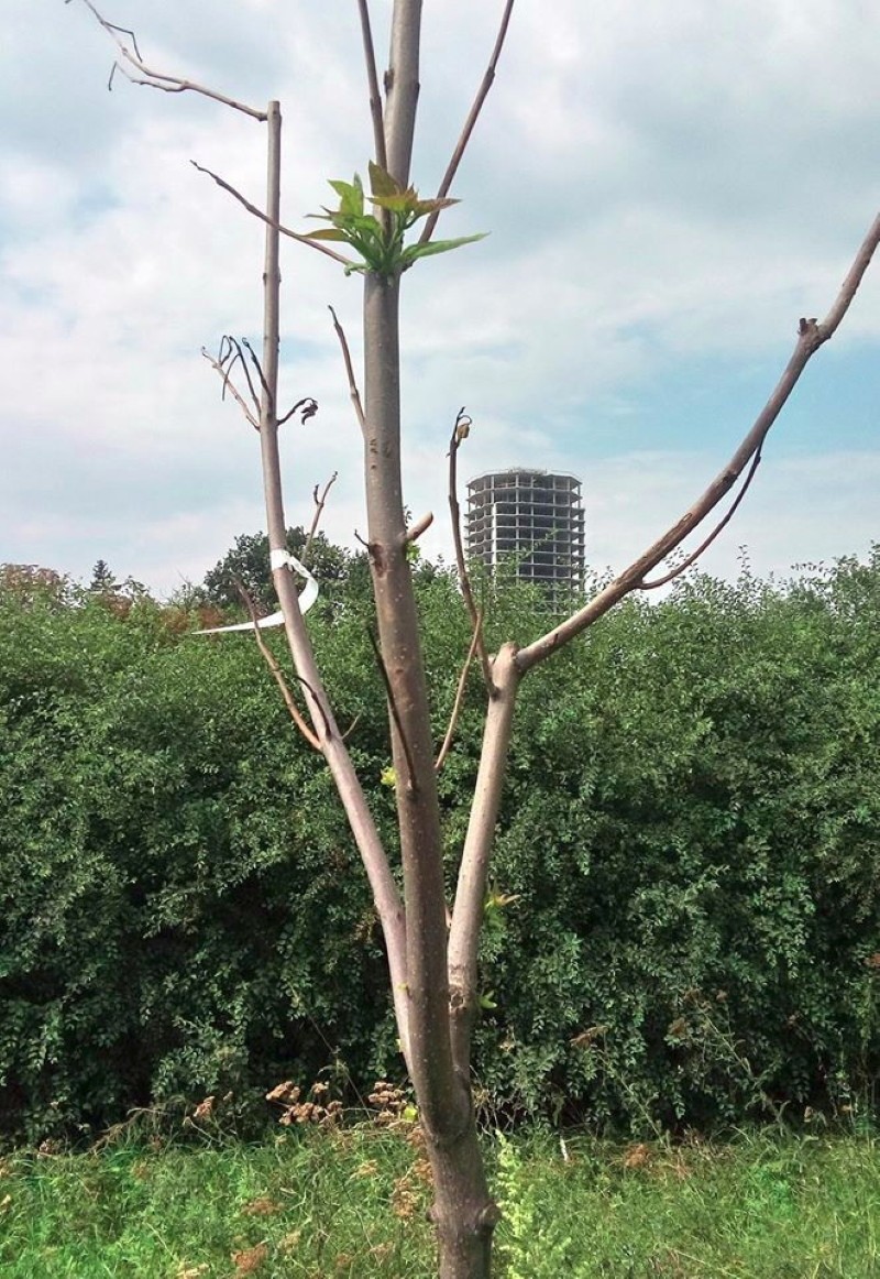 taille sanitaire du catalpa