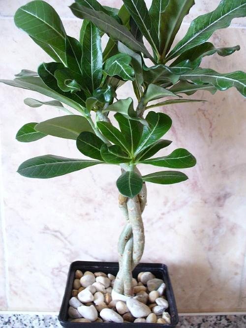 coleta de adenium