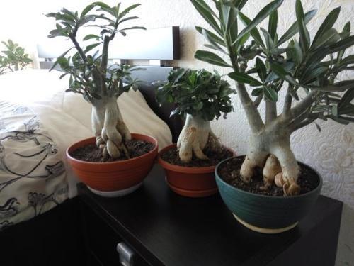 adéniums