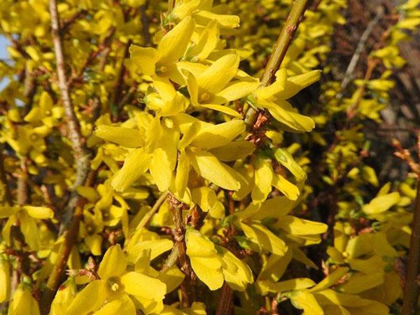 fleurs d'or forsythia lynwood