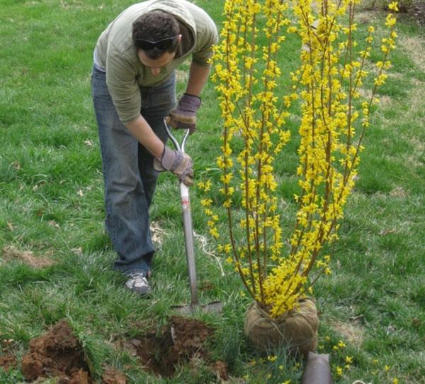 plantar una plántula de forsythia