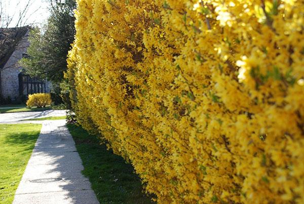 forsythia linwood seto