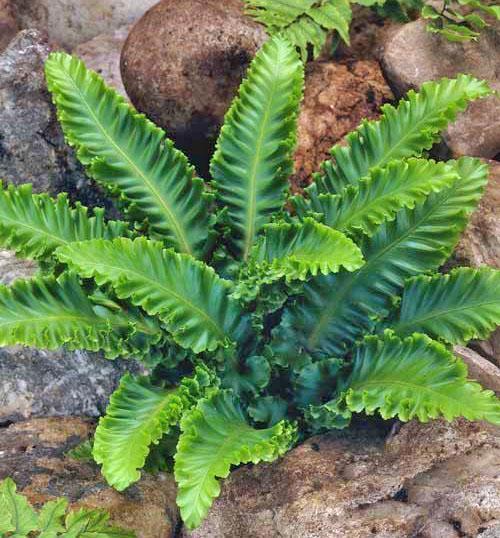 Asplenium tombe rarement malade et est endommagé par les parasites