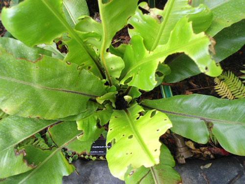 Maladie d'Asplenium associée à la multiplication de champignons nuisibles de l'espèce Phyllosticta à la suite d'une violation des règles de soins