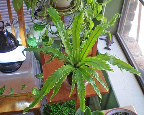 Après avoir arraché les feuilles malades et restauré les soins, la plante récupère