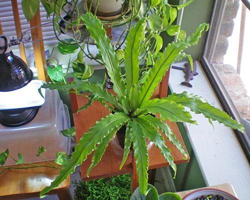 Después de quitar las hojas enfermas y restaurar el cuidado, la planta se recupera.