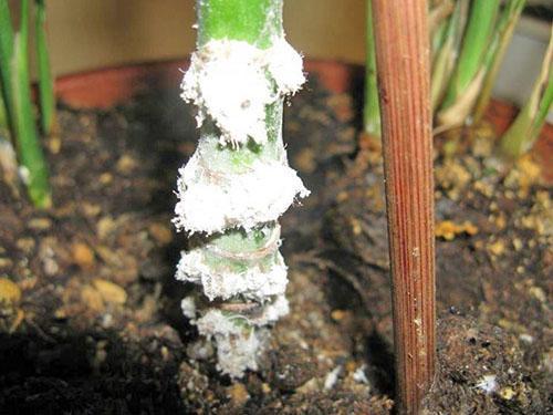 Cette plante est mieux jetée