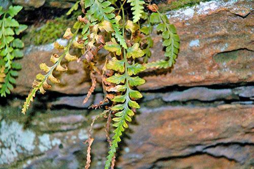 Les feuilles d'Asplenium jaunissent et meurent.