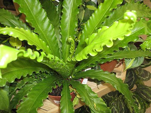 Bel asplenium à la maison
