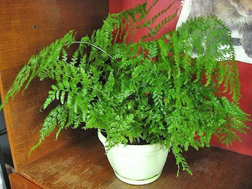 Asplenium se sent bien dans un espace de vie