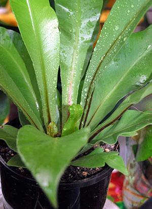 Una hoja joven de asplenium está cubierta de manchas.