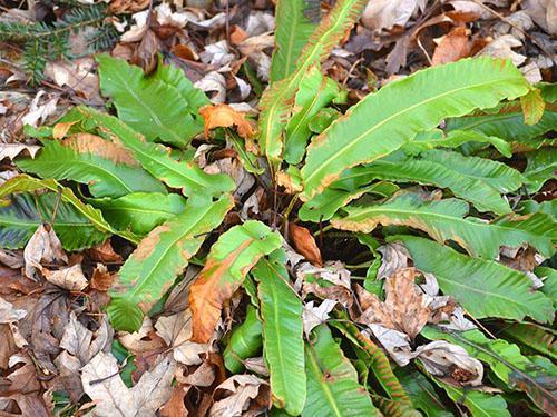 Avec une forte baisse de température, les feuilles commencent à sécher et disparaissent