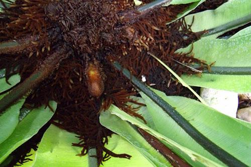 Des soins inappropriés peuvent entraîner la mort de la plante