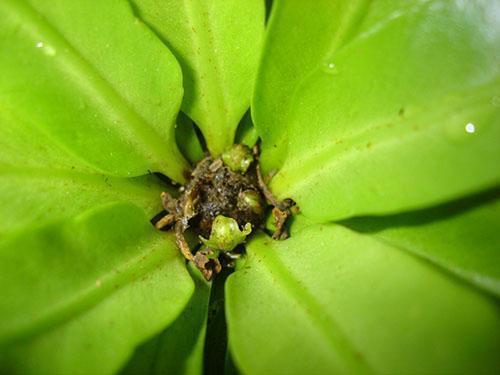 La douille d'une plante malade doit être soigneusement nettoyée de tout dommage.