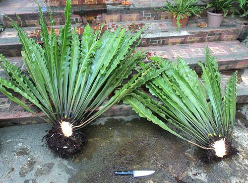 Diviser une plante adulte