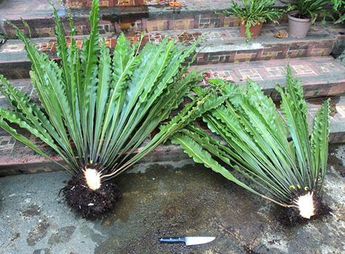 Dividiendo una planta adulta