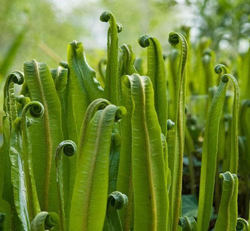 Un type d'asplénium