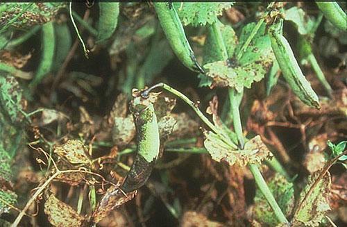 Mildiú velloso de los guisantes