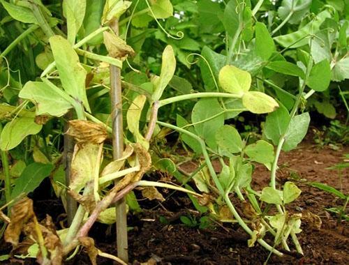 Pourriture des racines de pois