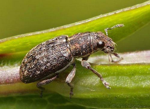 El gorgojo del nódulo daña el tallo