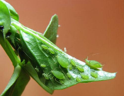 Puceron du pois sur la tige