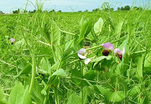 Les pois fleurissent