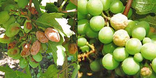 Podredumbre blanca de uvas