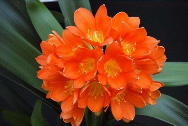 Clivia Gardena fleurit en hiver