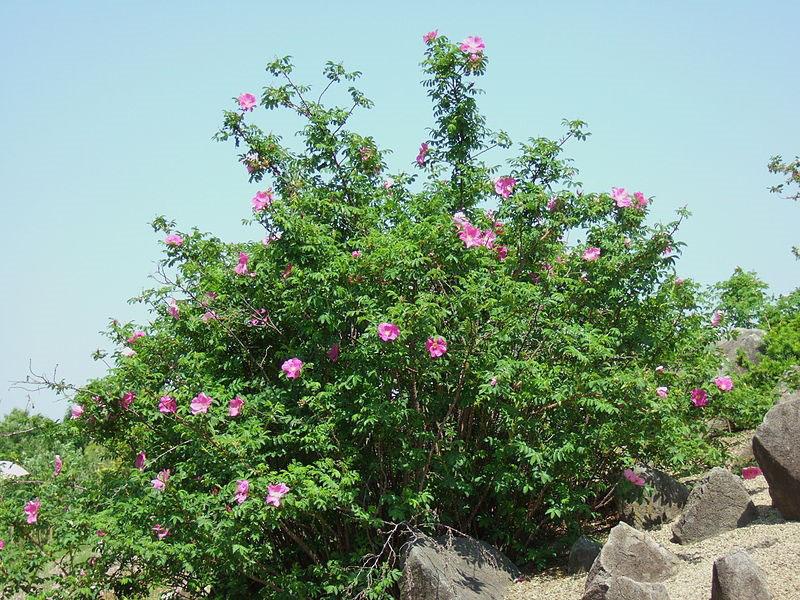 escaramujo
