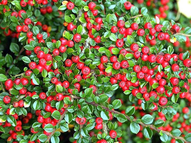 cotoneaster en los Urales