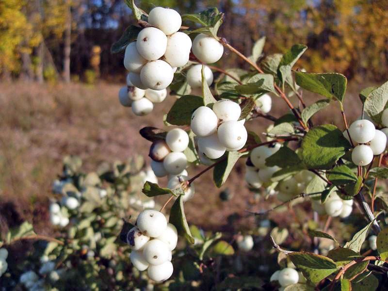 snowberry de los Urales