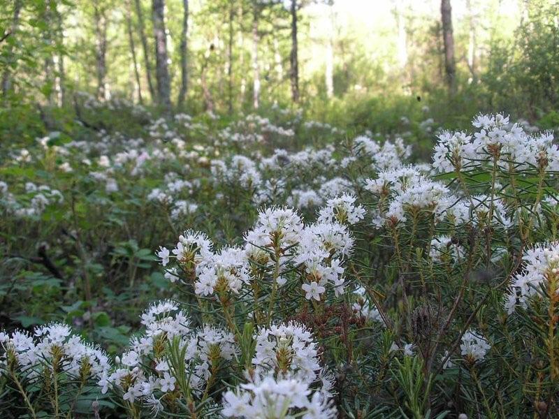 flora de los Urales