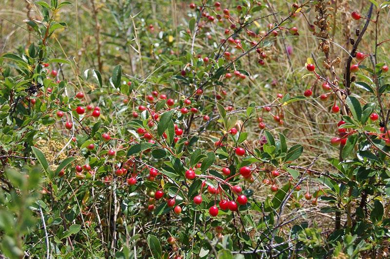 fotos y nombres de arbustos frutales de los Urales