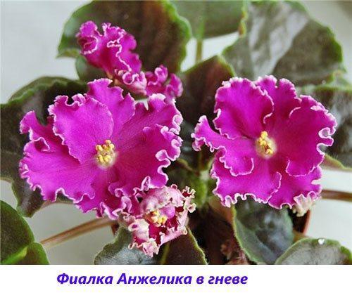 Violet Angelica en colère