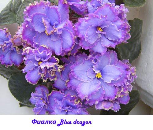 Dragón azul violeta