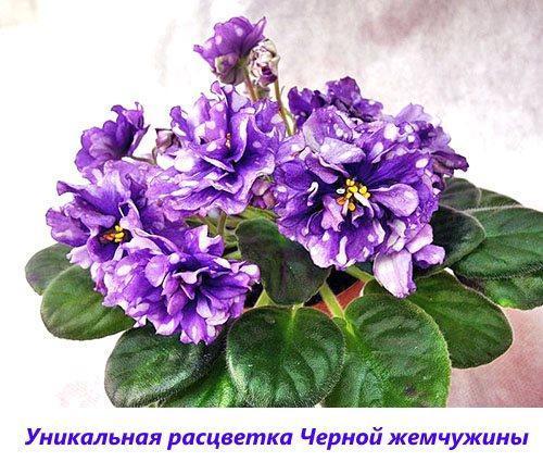 Unique en beauté violet Perle noire
