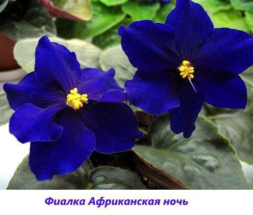 Violette Africaine Nuit