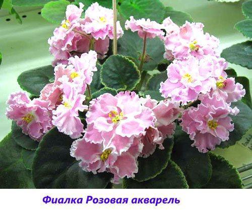 Aquarelle rose violette