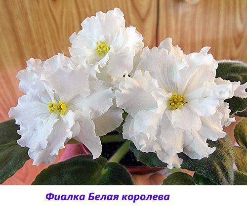 Reine Blanche Violette