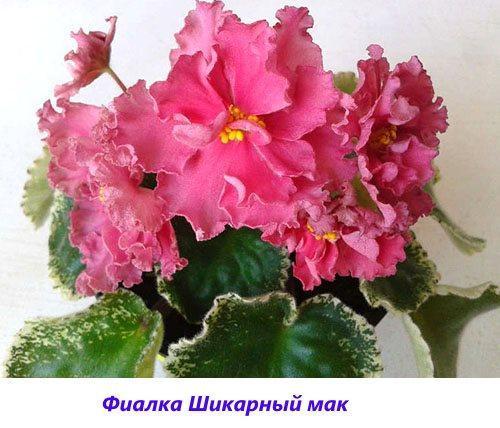Coquelicot Violet Chic
