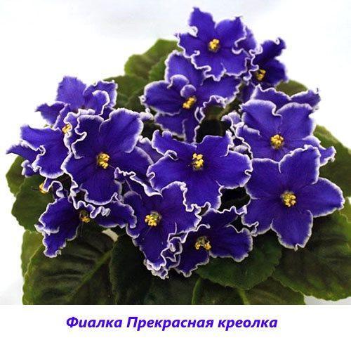 Criollo precioso violeta